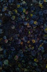 PHOTOGRAPHY_ANASTASIA ALEXANDROVA