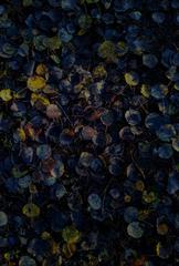 PHOTOGRAPHY_ANASTASIA ALEXANDROVA