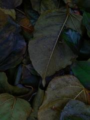 PHOTOGRAPHY_ANASTASIA ALEXANDROVA