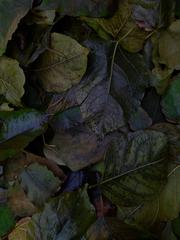 PHOTOGRAPHY_ANASTASIA ALEXANDROVA