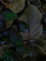 PHOTOGRAPHY_ANASTASIA ALEXANDROVA