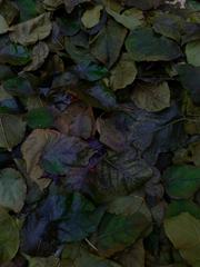 PHOTOGRAPHY_ANASTASIA ALEXANDROVA