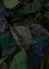 PHOTOGRAPHY_ANASTASIA ALEXANDROVA