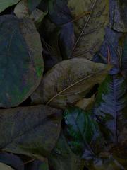 PHOTOGRAPHY_ANASTASIA ALEXANDROVA