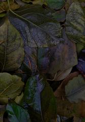 PHOTOGRAPHY_ANASTASIA ALEXANDROVA