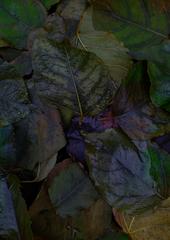 PHOTOGRAPHY_ANASTASIA ALEXANDROVA