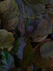 PHOTOGRAPHY_ANASTASIA ALEXANDROVA
