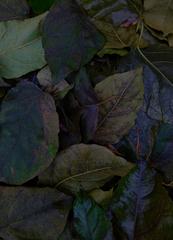 PHOTOGRAPHY_ANASTASIA ALEXANDROVA