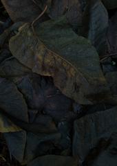 PHOTOGRAPHY_ANASTASIA ALEXANDROVA