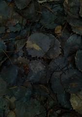 PHOTOGRAPHY_ANASTASIA ALEXANDROVA