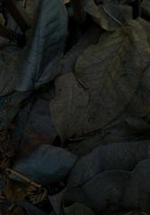 PHOTOGRAPHY_ANASTASIA ALEXANDROVA