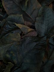 PHOTOGRAPHY_ANASTASIA ALEXANDROVA