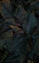 PHOTOGRAPHY_ANASTASIA ALEXANDROVA