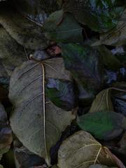 PHOTOGRAPHY_ANASTASIA ALEXANDROVA