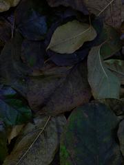 PHOTOGRAPHY_ANASTASIA ALEXANDROVA