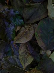 PHOTOGRAPHY_ANASTASIA ALEXANDROVA
