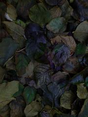 PHOTOGRAPHY_ANASTASIA ALEXANDROVA