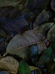 PHOTOGRAPHY_ANASTASIA ALEXANDROVA