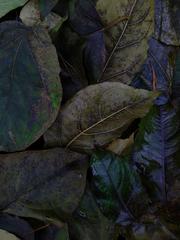 PHOTOGRAPHY_ANASTASIA ALEXANDROVA