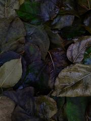 PHOTOGRAPHY_ANASTASIA ALEXANDROVA
