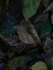 PHOTOGRAPHY_ANASTASIA ALEXANDROVA