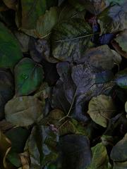 PHOTOGRAPHY_ANASTASIA ALEXANDROVA