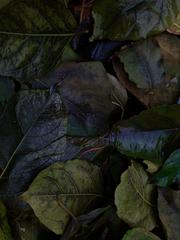 PHOTOGRAPHY_ANASTASIA ALEXANDROVA