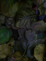 PHOTOGRAPHY_ANASTASIA ALEXANDROVA