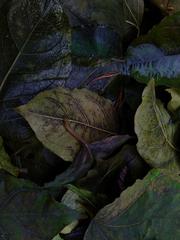 PHOTOGRAPHY_ANASTASIA ALEXANDROVA