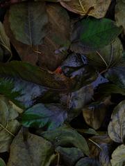 PHOTOGRAPHY_ANASTASIA ALEXANDROVA