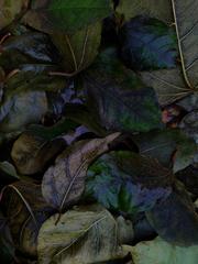 PHOTOGRAPHY_ANASTASIA ALEXANDROVA