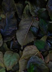 PHOTOGRAPHY_ANASTASIA ALEXANDROVA