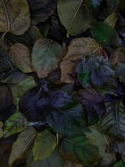 PHOTOGRAPHY_ANASTASIA ALEXANDROVA