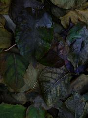 PHOTOGRAPHY_ANASTASIA ALEXANDROVA