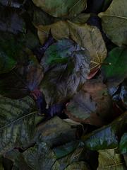 PHOTOGRAPHY_ANASTASIA ALEXANDROVA