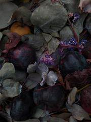 PHOTOGRAPHY_ANASTASIA ALEXANDROVA