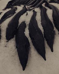 PHOTOGRAPHY_ANASTASIA ALEXANDROVA