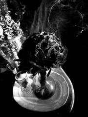 PHOTOGRAPHY_ANASTASIA ALEXANDROVA