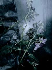 PHOTOGRAPHY_ANASTASIA ALEXANDROVA